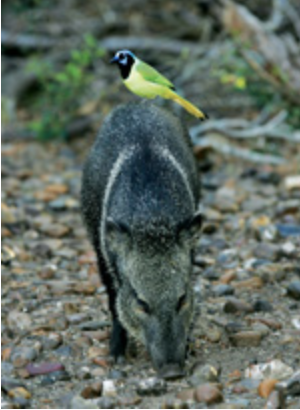 A green jay perches on top of a javelina